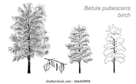 vector drawing of birch (Betula pubescens) with detail