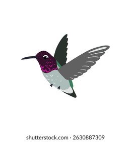pássaro desenho vetorial, beija-flor de Anna , calypte anna desenhado à mão , elemento de design de natureza isolada