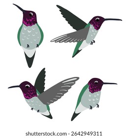pássaro desenho vetorial, beija-flor de Anna , calypte anna desenhado à mão , elemento de design de natureza isolada