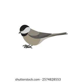 vector drawing bird, black-capped chickadee, hand drawn Poecile atricapillus, isolated nature design element