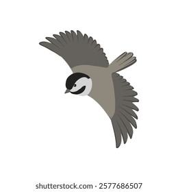 vector drawing bird, black-capped chickadee, hand drawn Poecile atricapillus, isolated nature design element