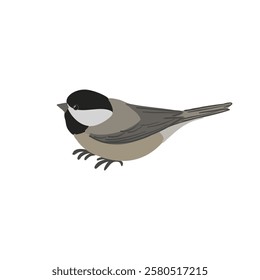 vector drawing bird, black-capped chickadee, hand drawn Poecile atricapillus, isolated nature design element