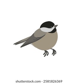 vector drawing bird, black-capped chickadee, hand drawn Poecile atricapillus, isolated nature design element