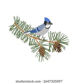 vector drawing bird, blue jay at pine tree branch with green needles and cones , hand drawn Cyanocitta cristata, isolated nature design element