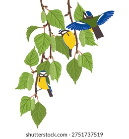 vector drawing bird, blue tits at spring flowering birch branch with catkins and green leaves, hand drawn wildlife illustration