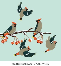 vector drawing bird, bohemian waxwing at wild apple branch with fruits and snow in winter, hand drawn wildlife illustration