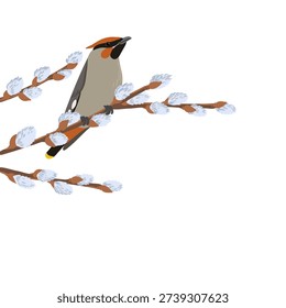 vector drawing bird, bohemian waxwing at spring flowering willow branch with catkins , hand drawn wildlife illustration