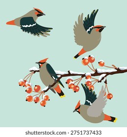 vector drawing bird, bohemian waxwing at wild apple branch with fruits and snow in winter, hand drawn wildlife illustration