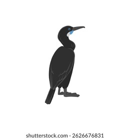 pássaro desenho vetorial, corvo-marinho-de-Brandt, penicilato de Urile desenhado à mão, elemento de design de natureza isolado