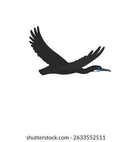 Vector dibujando pájaro, cormorán de Brandt, dibujado a mano Urile penicillatus, elemento de diseño de naturaleza aislado