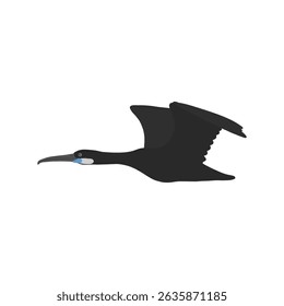 vector drawing bird, Brandt's cormorant, hand drawn Urile penicillatus, isolated nature design element