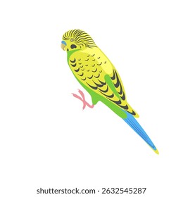 vector drawing bird, budgerigar, hand drawn shell parakeet, isolated nature design element