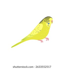 vector drawing bird, budgerigar, hand drawn shell parakeet, isolated nature design element