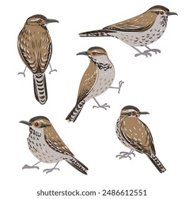 vector drawing bird, cactus wren, hand drawn Campylorhynchus brunneicapillus , isolated nature design element