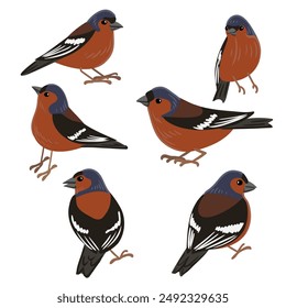 vector drawing bird, chaffinch, hand drawn , isolated nature design element