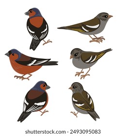 vector drawing bird, chaffinch, hand drawn , isolated nature design element