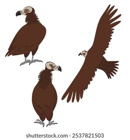 vector drawing bird, cinereous vulture, Aegypius monachus, isolated at white background, hand drawn illustration