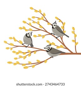 vector drawing bird, crested tits at spring flowering willow branch with catkins , hand drawn wildlife illustration
