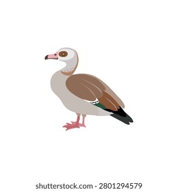 vector drawing bird, Egyptian goose ,Alopochen aegyptiaca, invasive species of European Union concern, hand drawn illustration, isolated nature design element