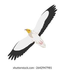 vector drawing bird, Egyptian vulture, white scavenger vulture, hand drawn pharaoh's chicken,, isolated nature design element