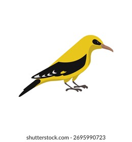 Vector dibujando pájaro, oriole dorado euroasiático, dibujado a mano Oriolus oriolus, Elementos de diseño de naturaleza aislados