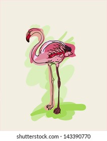vector drawing of the bird flamingo