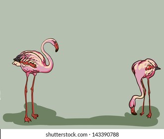 vector drawing of the bird flamingo