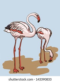 vector drawing of the bird flamingo