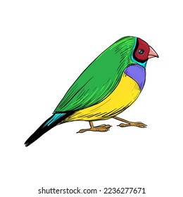 vector drawing bird, Gouldian finch, hand drawn songbird, isolated nature design element