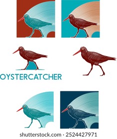 vector drawing of a bird .Graphic design. Oystercatcher. created without the use of Ai