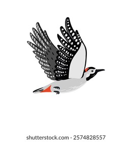 vector drawing bird, great spotted woodpecker, hand drawn Dendrocopos major, isolated nature design element