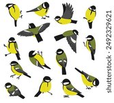 vector drawing bird, great tit, hand drawn Parus major , isolated nature design element