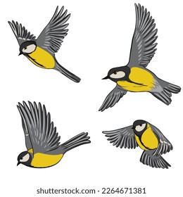 vector drawing bird, great tit, hand drawn songbird, isolated nature design element