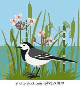 Vector dibujando pájaro, wagtail blanco dibujado a mano y plantas y flores verdes, Motacilla alba , Elementos de diseño naturales aislados