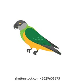 vector drawing bird, hand drawn senegal parrot, isolated nature design element