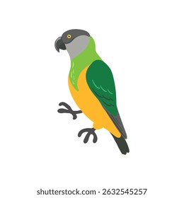 pássaro desenho vetorial, papagaio senegal desenhado à mão, elemento de design de natureza isolada
