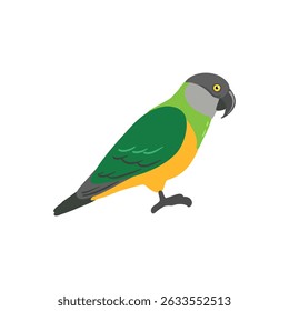 vector drawing bird, hand drawn senegal parrot, isolated nature design element