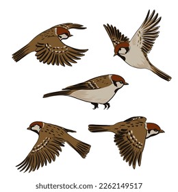 vector drawing bird, house sparrow, hand drawn songbird, isolated nature design element