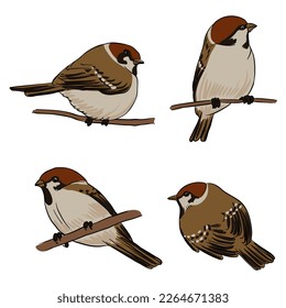 vector drawing bird, house sparrow, hand drawn songbird, isolated nature design element