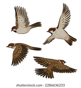 Vektorgrafik-Vogel, Hausspinne, handgezeichneter Singvogel, einzelne Naturdesign-Komponente