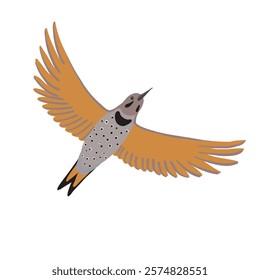 vector drawing bird, northern flicker, Colaptes auratus, hand drawn , isolated nature design element