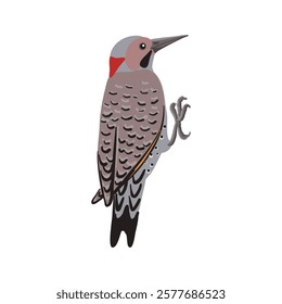 vector drawing bird, northern flicker, Colaptes auratus, hand drawn , isolated nature design element