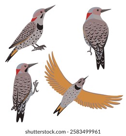 vector drawing bird, northern flicker, Colaptes auratus, hand drawn , isolated nature design element