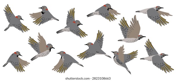 vector drawing bird, northern flicker, Colaptes auratus, hand drawn , isolated nature design element