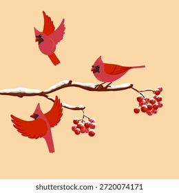 vector drawing bird, nothern cardinal at rowan branch with red berries and snow in winter, hand drawn wildlife illustration