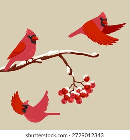 Vector dibujando pájaro, cardenal del norte en la rama de Rowan con bayas rojas y nieve en invierno, ilustración de vida silvestre dibujada a mano
