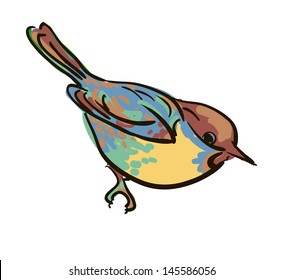 vector drawing of the bird nuthatch