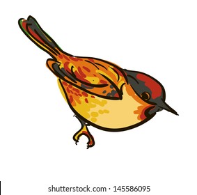 vector drawing of the bird nuthatch