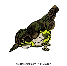 vector drawing of the bird nuthatch
