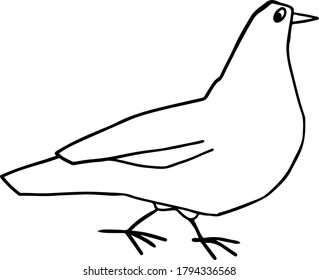 Dibujo vectorial de un pájaro sobre un fondo transparente con alas plegadas giradas hacia el lado derecho